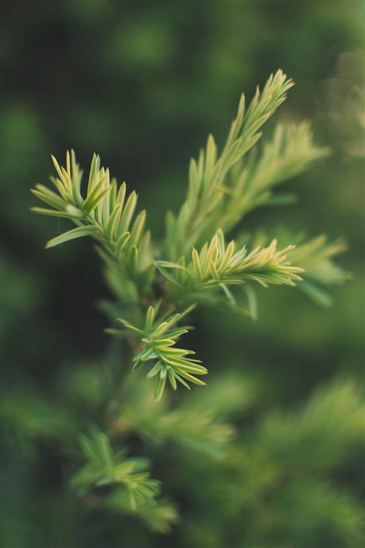 Steam-Distilled Cedarwood