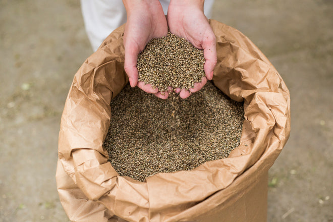 Hemp Seed Oil