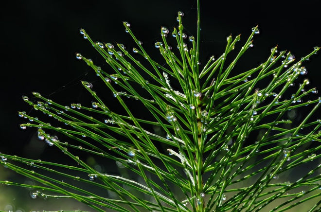 Horsetail leaf