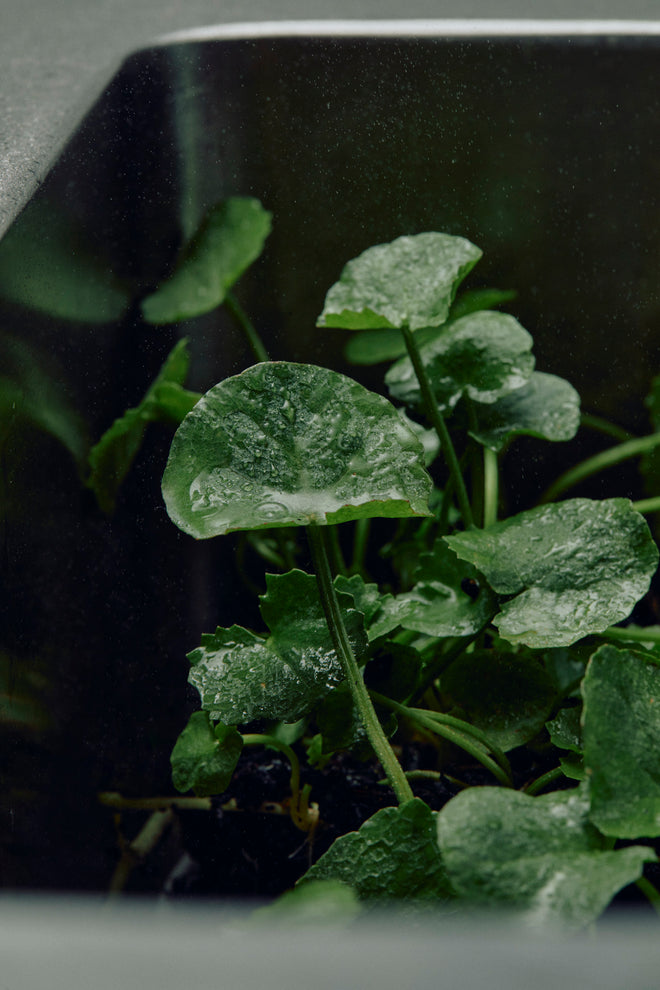 Centella Asiatica