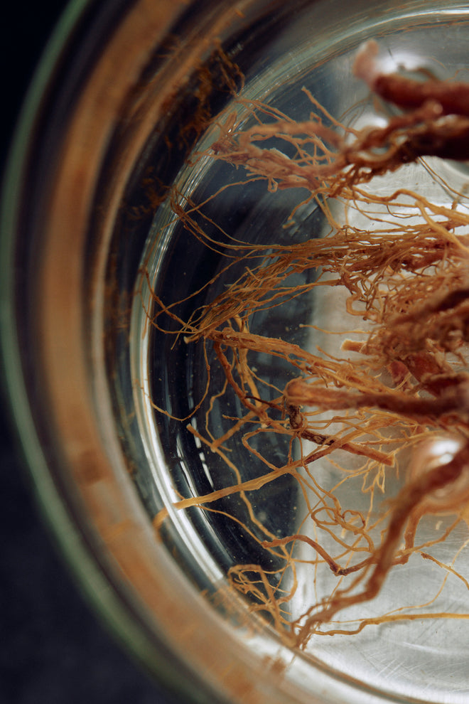 Ginseng