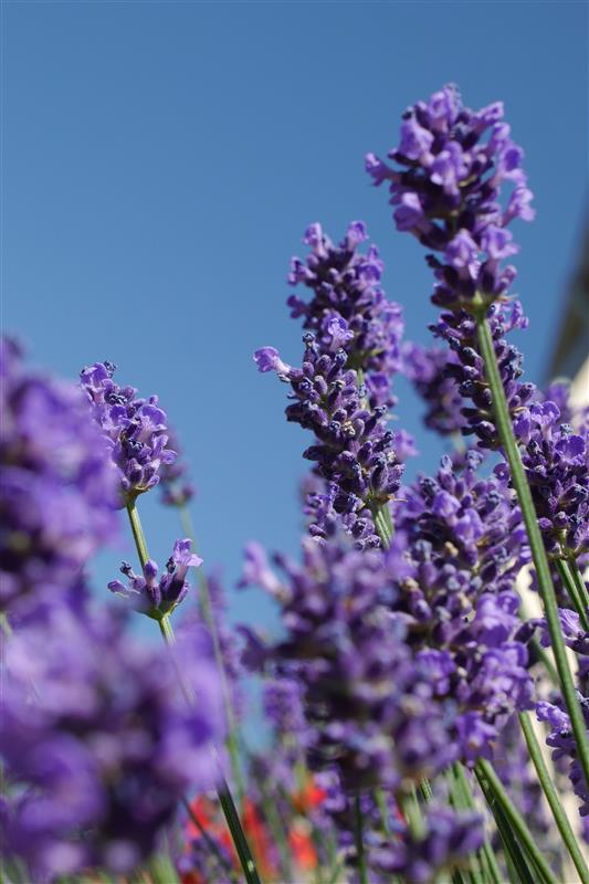 Tasmanian Lavender Oil