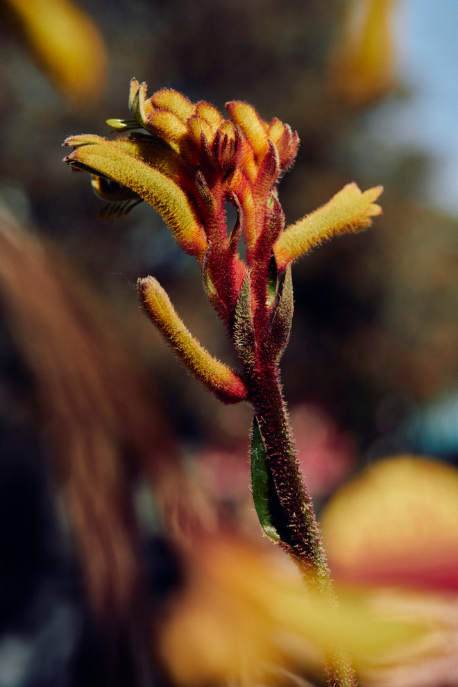 Kangaroo Paw Flower Nectar