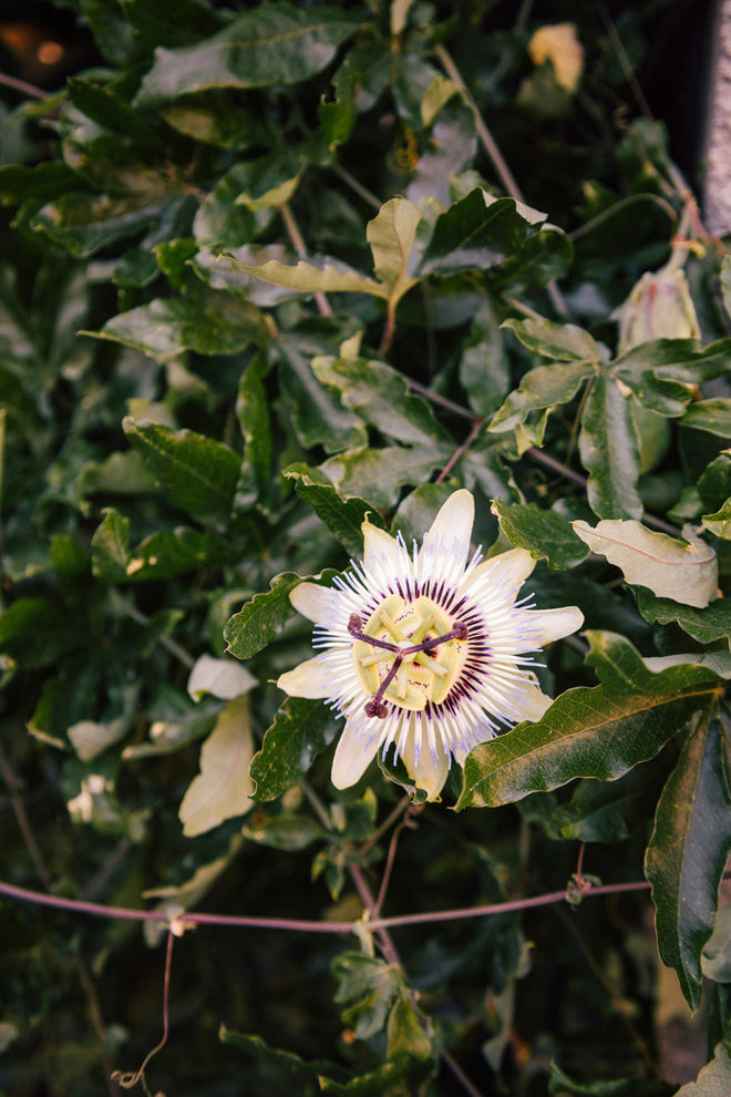 Passionflower