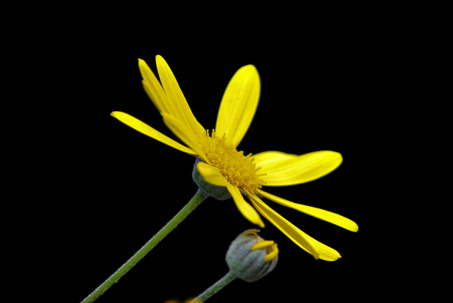 Arnica Montana Flower Extract