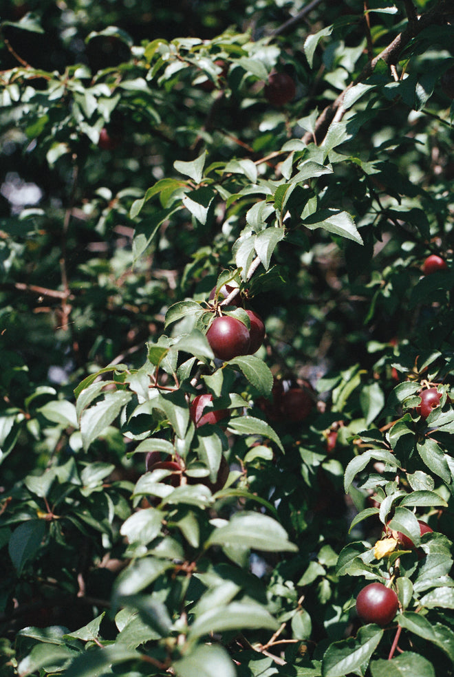 Australian Wild Plum